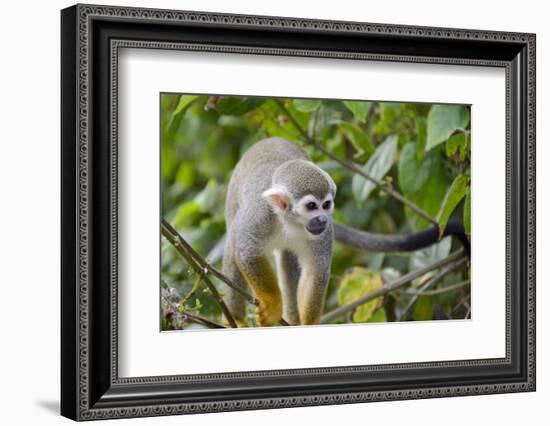 Wild Squirrel Monkey in Tree, Ile Royale, French Guiana-Cindy Miller Hopkins-Framed Photographic Print