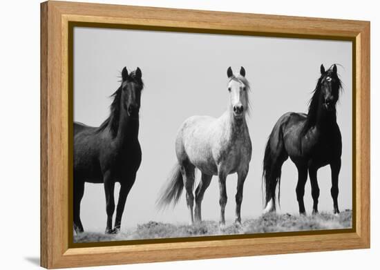 Wild Stallion Horses, Alkali Creek, Cyclone Rim, Continental Divide, Wyoming, USA-Scott T^ Smith-Framed Premier Image Canvas