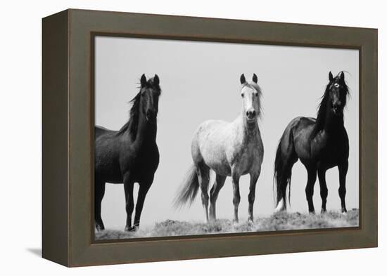 Wild Stallion Horses, Alkali Creek, Cyclone Rim, Continental Divide, Wyoming, USA-Scott T^ Smith-Framed Premier Image Canvas