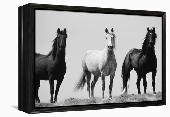 Wild Stallion Horses, Alkali Creek, Cyclone Rim, Continental Divide, Wyoming, USA-Scott T^ Smith-Framed Premier Image Canvas