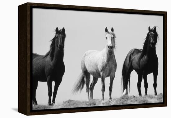 Wild Stallion Horses, Alkali Creek, Cyclone Rim, Continental Divide, Wyoming, USA-Scott T^ Smith-Framed Premier Image Canvas