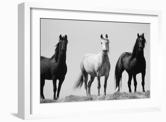 Wild Stallion Horses, Alkali Creek, Cyclone Rim, Continental Divide, Wyoming, USA-Scott T^ Smith-Framed Photographic Print