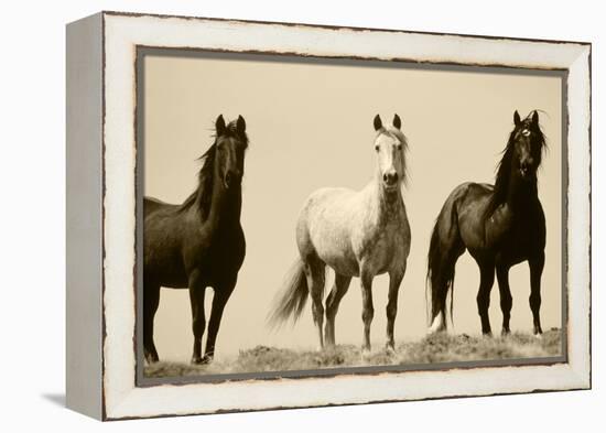 Wild Stallion Horses, Alkali Creek, Cyclone Rim, Continental Divide, Wyoming, USA-Scott T^ Smith-Framed Premier Image Canvas