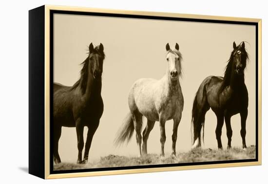 Wild Stallion Horses, Alkali Creek, Cyclone Rim, Continental Divide, Wyoming, USA-Scott T^ Smith-Framed Premier Image Canvas