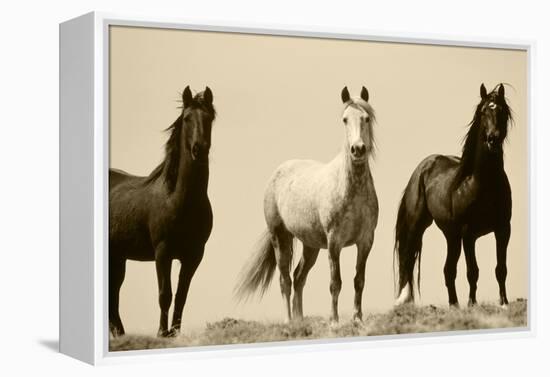 Wild Stallion Horses, Alkali Creek, Cyclone Rim, Continental Divide, Wyoming, USA-Scott T^ Smith-Framed Premier Image Canvas