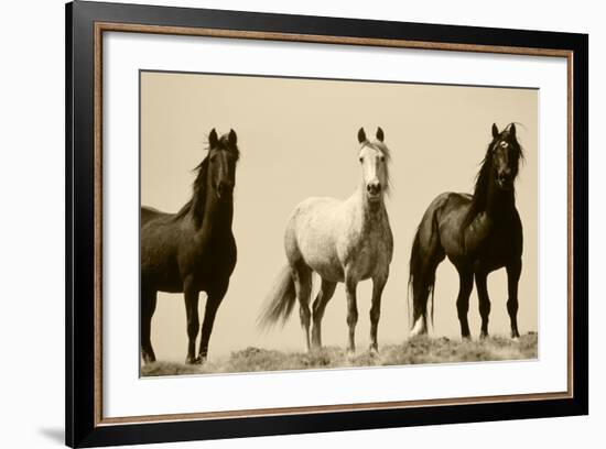 Wild Stallion Horses, Alkali Creek, Cyclone Rim, Continental Divide, Wyoming, USA-Scott T^ Smith-Framed Premium Photographic Print