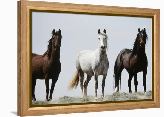 Wild Stallion Horses, Alkali Creek, Cyclone Rim, Continental Divide, Wyoming, USA-Scott T. Smith-Framed Premier Image Canvas