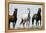 Wild Stallion Horses, Alkali Creek, Cyclone Rim, Continental Divide, Wyoming, USA-Scott T. Smith-Framed Premier Image Canvas