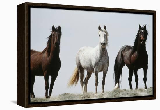Wild Stallion Horses, Alkali Creek, Cyclone Rim, Continental Divide, Wyoming, USA-Scott T. Smith-Framed Premier Image Canvas