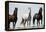 Wild Stallion Horses, Alkali Creek, Cyclone Rim, Continental Divide, Wyoming, USA-Scott T. Smith-Framed Premier Image Canvas