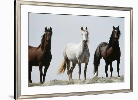 Wild Stallion Horses, Alkali Creek, Cyclone Rim, Continental Divide, Wyoming, USA-Scott T. Smith-Framed Photographic Print