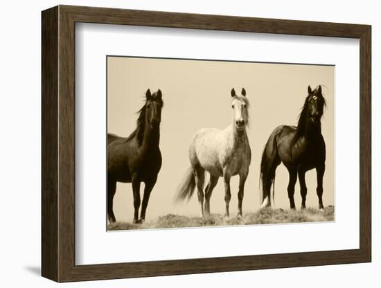 Wild Stallion Horses, Alkali Creek, Cyclone Rim, Continental Divide, Wyoming, USA-Scott T^ Smith-Framed Premium Photographic Print