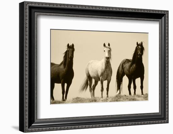 Wild Stallion Horses, Alkali Creek, Cyclone Rim, Continental Divide, Wyoming, USA-Scott T^ Smith-Framed Premium Photographic Print