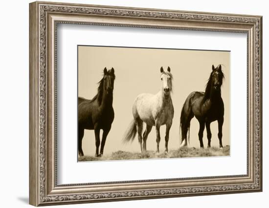 Wild Stallion Horses, Alkali Creek, Cyclone Rim, Continental Divide, Wyoming, USA-Scott T^ Smith-Framed Photographic Print