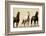 Wild Stallion Horses, Alkali Creek, Cyclone Rim, Continental Divide, Wyoming, USA-Scott T^ Smith-Framed Photographic Print