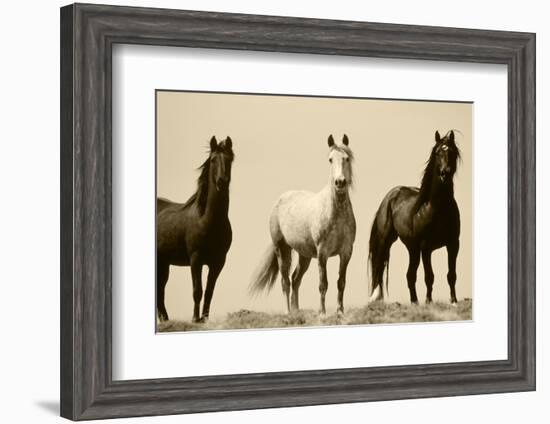 Wild Stallion Horses, Alkali Creek, Cyclone Rim, Continental Divide, Wyoming, USA-Scott T^ Smith-Framed Photographic Print