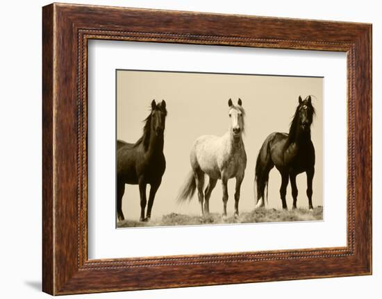 Wild Stallion Horses, Alkali Creek, Cyclone Rim, Continental Divide, Wyoming, USA-Scott T^ Smith-Framed Photographic Print