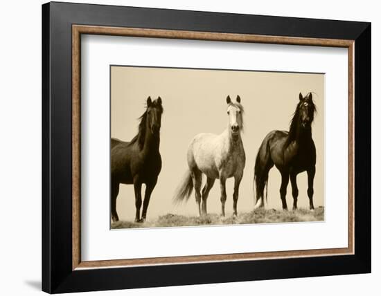 Wild Stallion Horses, Alkali Creek, Cyclone Rim, Continental Divide, Wyoming, USA-Scott T^ Smith-Framed Photographic Print