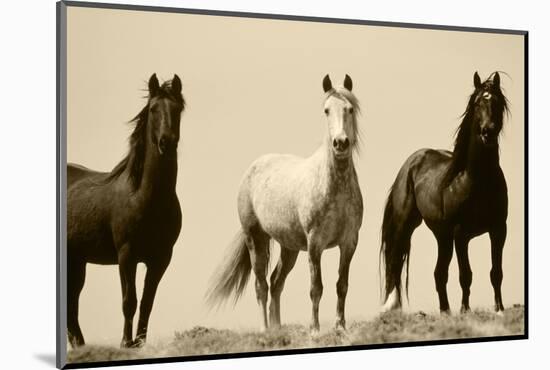 Wild Stallion Horses, Alkali Creek, Cyclone Rim, Continental Divide, Wyoming, USA-Scott T^ Smith-Mounted Photographic Print