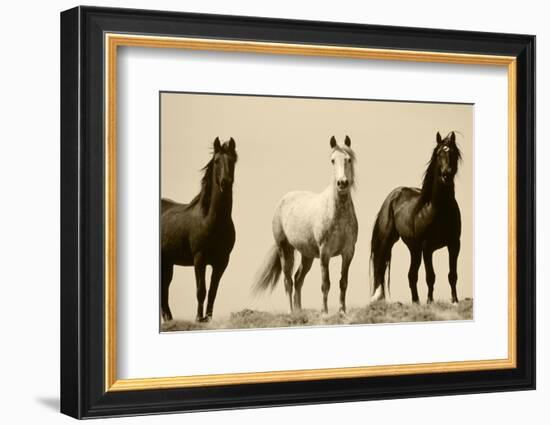 Wild Stallion Horses, Alkali Creek, Cyclone Rim, Continental Divide, Wyoming, USA-Scott T^ Smith-Framed Photographic Print