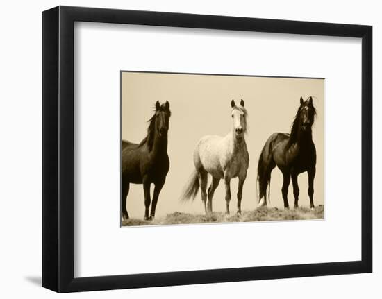 Wild Stallion Horses, Alkali Creek, Cyclone Rim, Continental Divide, Wyoming, USA-Scott T^ Smith-Framed Photographic Print