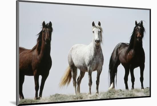 Wild Stallion Horses, Alkali Creek, Cyclone Rim, Continental Divide, Wyoming, USA-Scott T. Smith-Mounted Premium Photographic Print