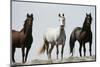 Wild Stallion Horses, Alkali Creek, Cyclone Rim, Continental Divide, Wyoming, USA-Scott T. Smith-Mounted Premium Photographic Print