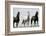 Wild Stallion Horses, Alkali Creek, Cyclone Rim, Continental Divide, Wyoming, USA-Scott T. Smith-Framed Photographic Print