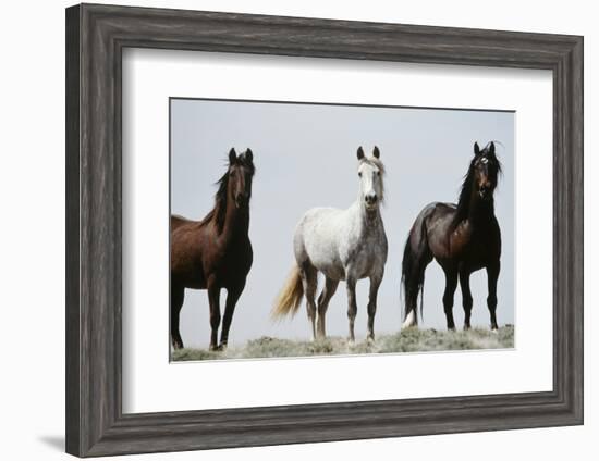 Wild Stallion Horses, Alkali Creek, Cyclone Rim, Continental Divide, Wyoming, USA-Scott T. Smith-Framed Photographic Print