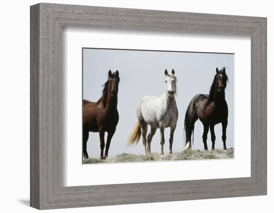 Wild Stallion Horses, Alkali Creek, Cyclone Rim, Continental Divide, Wyoming, USA-Scott T. Smith-Framed Photographic Print