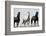 Wild Stallion Horses, Alkali Creek, Cyclone Rim, Continental Divide, Wyoming, USA-Scott T. Smith-Framed Photographic Print