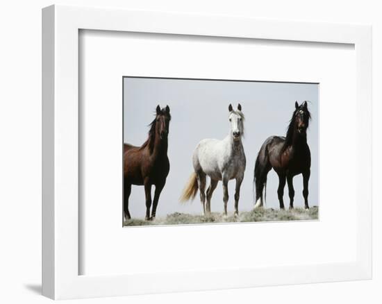 Wild Stallion Horses, Alkali Creek, Cyclone Rim, Continental Divide, Wyoming, USA-Scott T. Smith-Framed Photographic Print