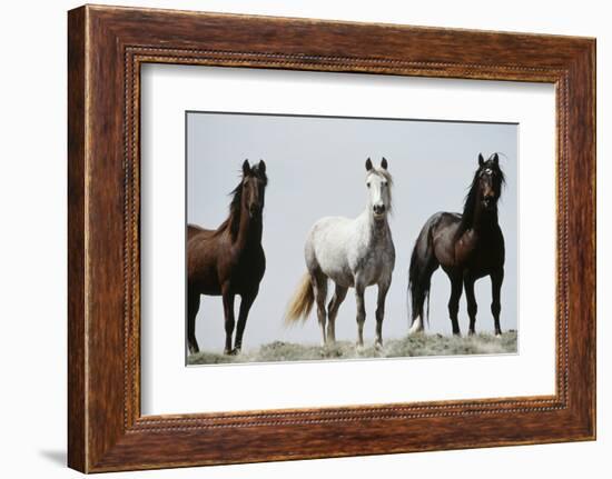 Wild Stallion Horses, Alkali Creek, Cyclone Rim, Continental Divide, Wyoming, USA-Scott T. Smith-Framed Photographic Print