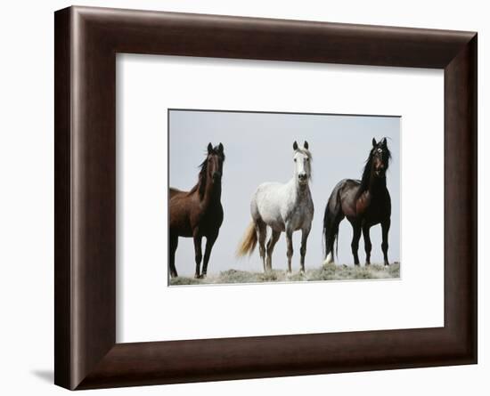 Wild Stallion Horses, Alkali Creek, Cyclone Rim, Continental Divide, Wyoming, USA-Scott T. Smith-Framed Photographic Print