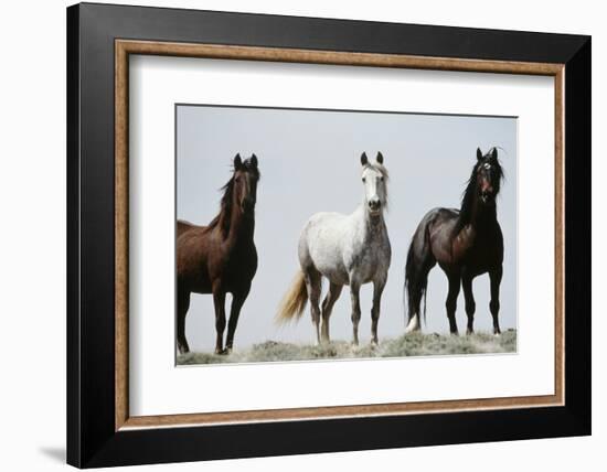 Wild Stallion Horses, Alkali Creek, Cyclone Rim, Continental Divide, Wyoming, USA-Scott T. Smith-Framed Photographic Print