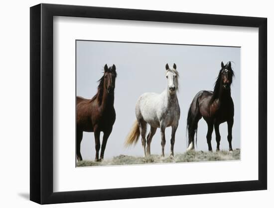 Wild Stallion Horses, Alkali Creek, Cyclone Rim, Continental Divide, Wyoming, USA-Scott T. Smith-Framed Photographic Print