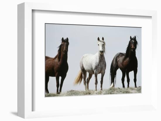 Wild Stallion Horses, Alkali Creek, Cyclone Rim, Continental Divide, Wyoming, USA-Scott T. Smith-Framed Photographic Print