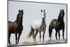 Wild Stallion Horses, Alkali Creek, Cyclone Rim, Continental Divide, Wyoming, USA-Scott T. Smith-Mounted Photographic Print