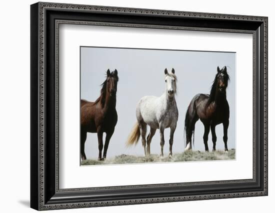 Wild Stallion Horses, Alkali Creek, Cyclone Rim, Continental Divide, Wyoming, USA-Scott T. Smith-Framed Photographic Print