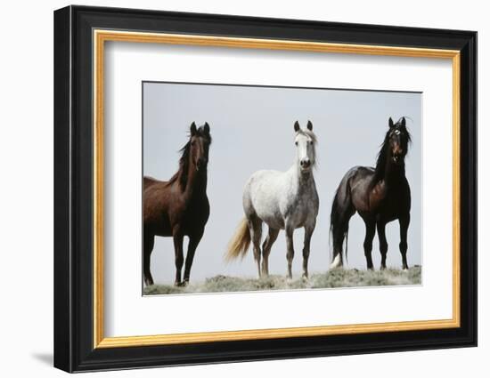 Wild Stallion Horses, Alkali Creek, Cyclone Rim, Continental Divide, Wyoming, USA-Scott T. Smith-Framed Photographic Print