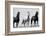 Wild Stallion Horses, Alkali Creek, Cyclone Rim, Continental Divide, Wyoming, USA-Scott T^ Smith-Framed Photographic Print