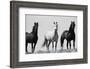 Wild Stallion Horses, Alkali Creek, Cyclone Rim, Continental Divide, Wyoming, USA-Scott T^ Smith-Framed Photographic Print