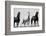 Wild Stallion Horses, Alkali Creek, Cyclone Rim, Continental Divide, Wyoming, USA-Scott T^ Smith-Framed Photographic Print