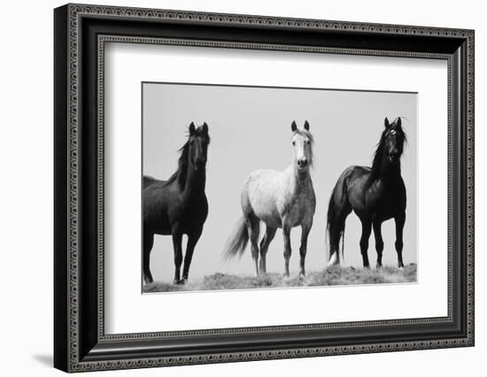 Wild Stallion Horses, Alkali Creek, Cyclone Rim, Continental Divide, Wyoming, USA-Scott T^ Smith-Framed Photographic Print