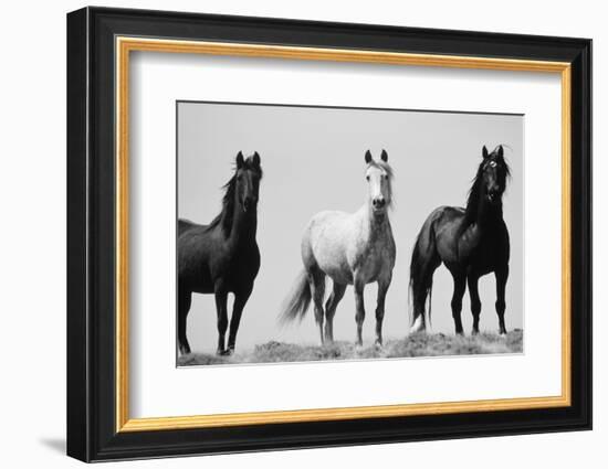 Wild Stallion Horses, Alkali Creek, Cyclone Rim, Continental Divide, Wyoming, USA-Scott T^ Smith-Framed Photographic Print