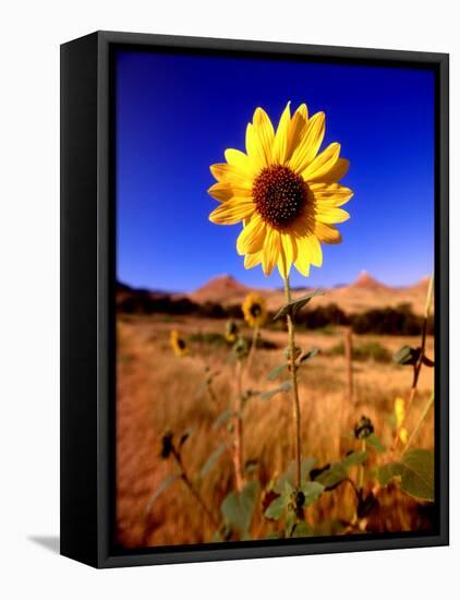 Wild Sunflower Along Dirt Road, SD-John Coletti-Framed Premier Image Canvas