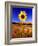 Wild Sunflower Along Dirt Road, SD-John Coletti-Framed Photographic Print