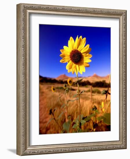 Wild Sunflower Along Dirt Road, SD-John Coletti-Framed Photographic Print