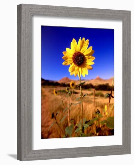 Wild Sunflower Along Dirt Road, SD-John Coletti-Framed Photographic Print