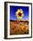 Wild Sunflower Along Dirt Road, SD-John Coletti-Framed Photographic Print